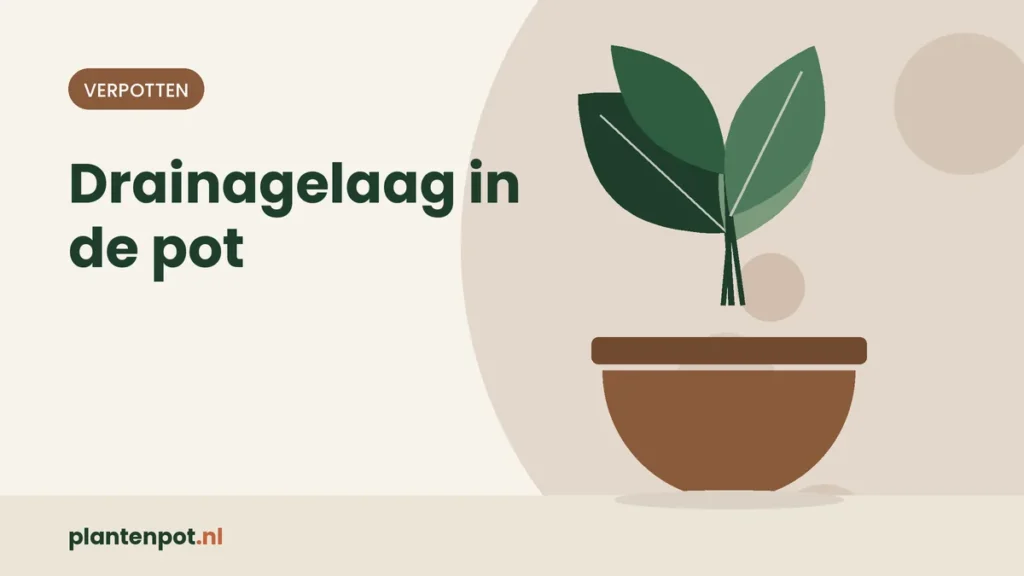 Drainagelaag in de pot: wat het echt doet