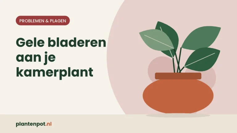 Gele bladeren aan je kamerplant: 7 oorzaken