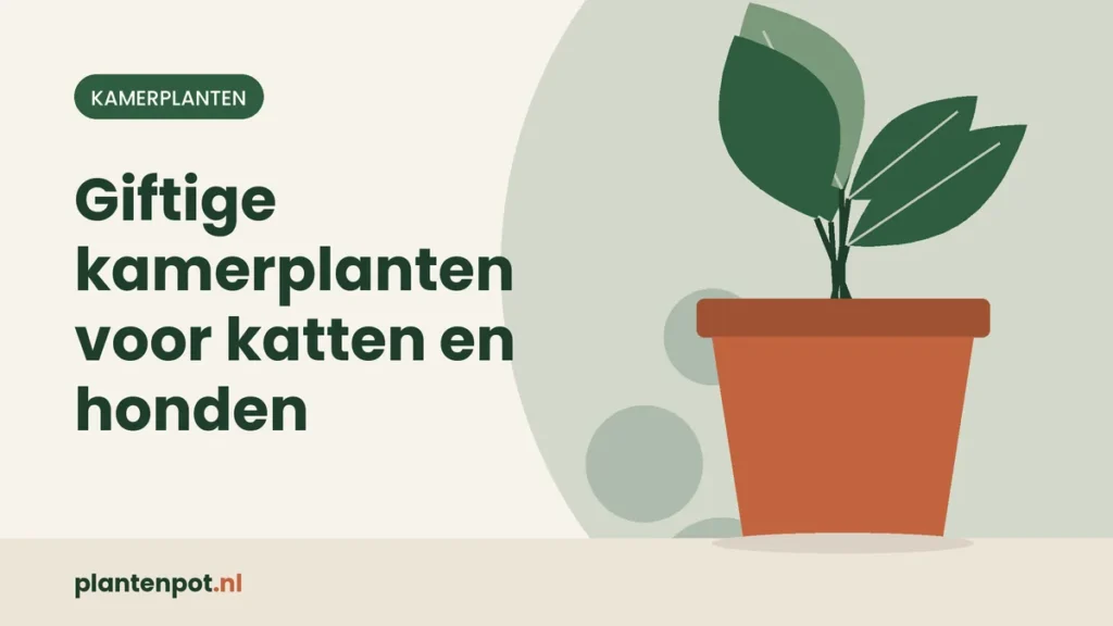Giftige kamerplanten voor katten en honden