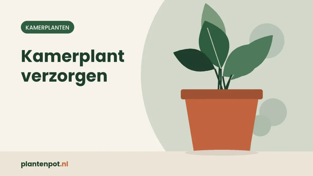 Kamerplant verzorgen: zes dingen die altijd gelden