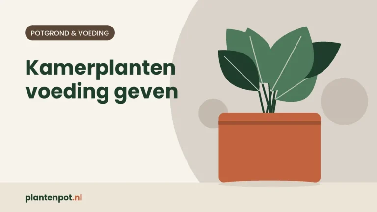 Kamerplanten voeding geven: wanneer en hoeveel