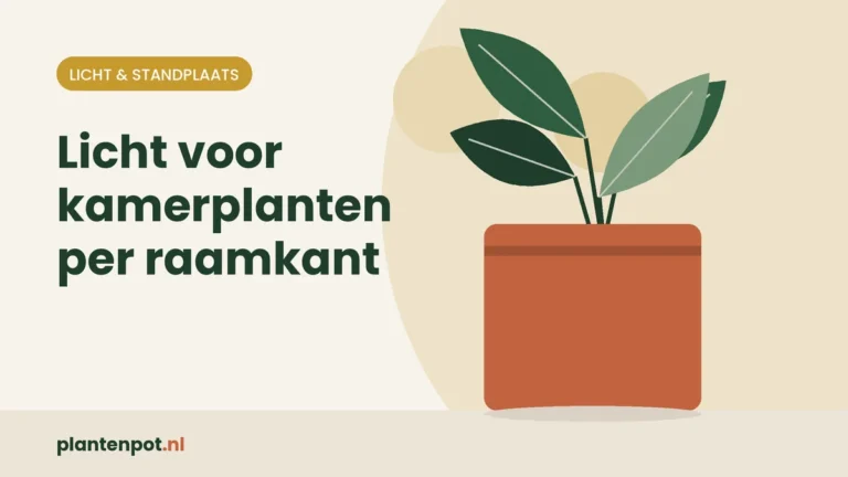 Licht voor kamerplanten per raamkant