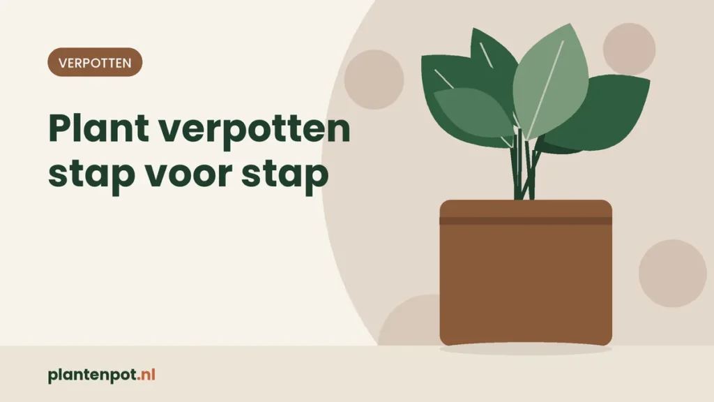 Plant verpotten stap voor stap