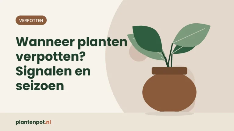 Wanneer planten verpotten? Signalen en seizoen